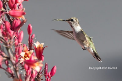 Archilochus-alexandri;Black-chinned-Hummingbird;Female;Flying-Bird;Hummingbird;P